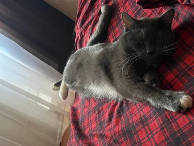 LeanneDinkleのpussy playの 5枚の写真