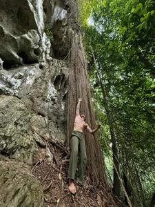 heilgarbest Rainforest Poză 5
