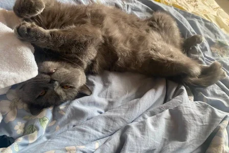 Lii_RoseMy cat Yoda!图片 2
