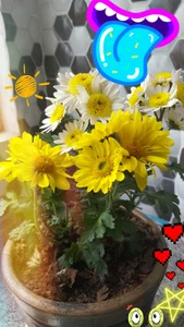 Colombiana219のKissの 2枚の写真