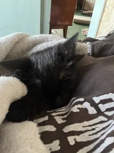 NanaDaizy My Cats😻 Pic 4