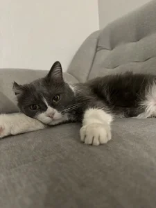 AliceLebel Fluffy Neighbors Immagine  8