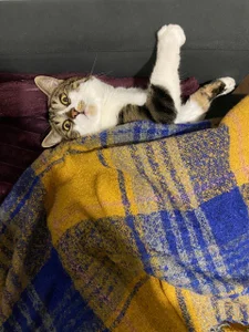 Zdjęcia Sexy_Lava my cat says meow happy holiday everyone:  9