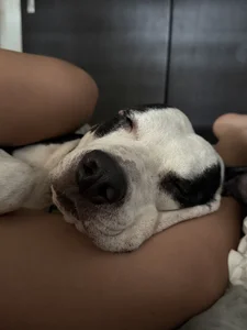 Taison Cornelio 🐾 de Arianavillada  6 Imagens