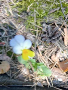 Anita-Smith Nature, forest Pic