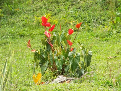 AshleyandCleo Nature Foto 4