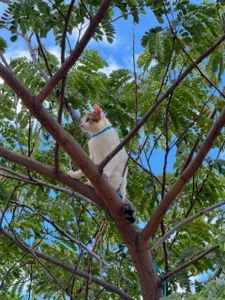 lucas.. de Darwinstark_  8 Imagens