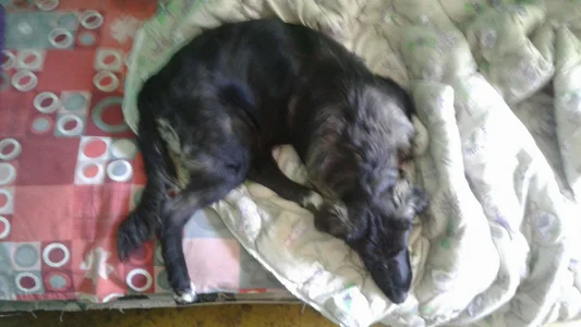 ExquisiteMature Luna Wolf Soul Hình 5