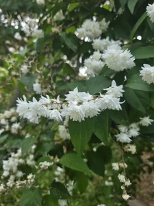 Korea-Kiss 이쁜꽃 Poză 6