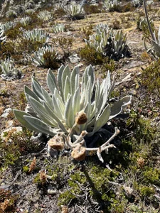 Korina_Saenz01 TRAVEL VENEZUELA Pic 8