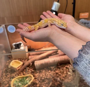 shuri_rin_ch Public Poză 9