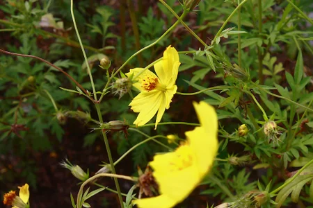 byanabrown Yellow flowers <3 my favorites Pic 3