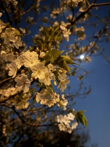 HONO__0_0__ Public Pic 3