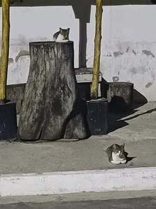 Hedzin's 🦝 Sex Photo 3