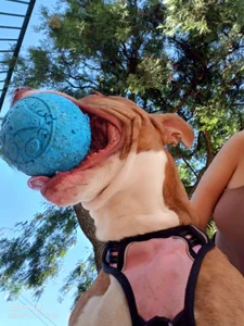 Eva_lenox I present to you my pet! Valka ♥ Pic 5