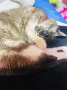 MistressAndre Vjj Pic 3