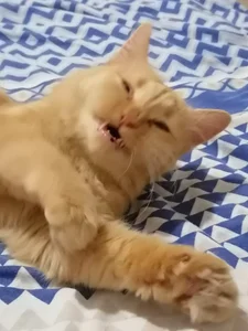 Yumi_YoukaiのTigerの 3枚の写真