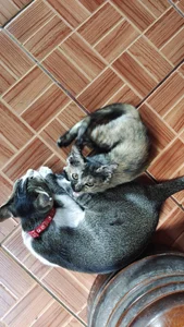 NChai5259 Public Foto 5