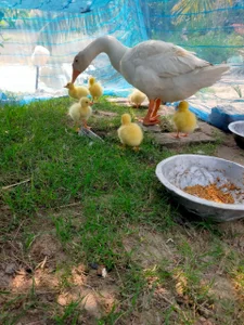 Beautiful world de Bengal_Tiger420  4 photos