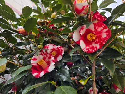 mami-rin Public slika 4