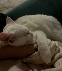 Zdjęcia MaryRace 🌾My lovely cat🐱:  6