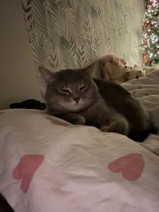 SashaMeow My kitty’s ❤️ Foto 7