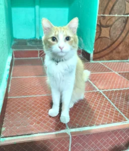 LuciaLaurent my beloved pets Immagine  7