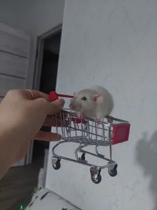 MelissaMays 🐁 Immagine 