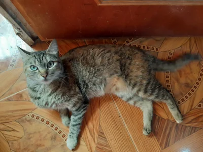 valerie_mase my baby cat's Pic 5