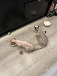 PassionAnn My cats Foto 3