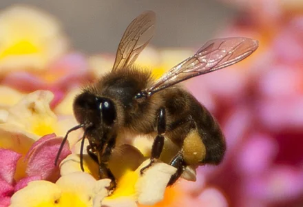 Zdjęcia hadeszeuss2 insectos - insects: 