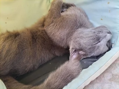 Angels1-2-3-4-5 Public Εικόνα 8