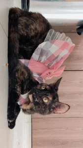 Petit-RosseのMoccacino, my little kittyの枚の写真