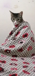 Best_DollSMのMe and kittysの枚の写真