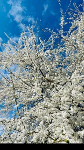 Zdjęcia MelissaMelrey 🩷🌺👄:  2