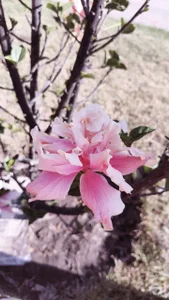 mari_caroley6 The beauty of simplicity✨💕 Pic