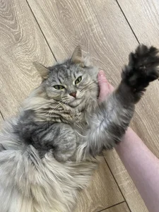 Zdjęcia AuroraLean Busya 🐱:  2