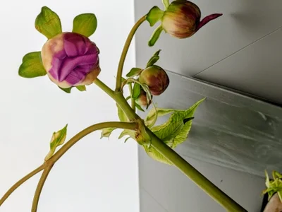 faithfulchic Christmas Pic 4