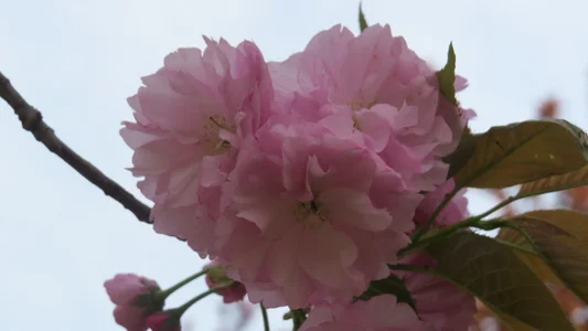 AngelwithEcup 春天来了 Spring comes Foto