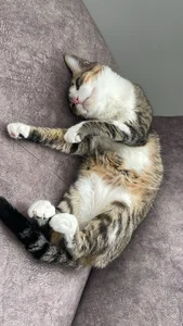 sofi_elfqueen My kitties 😻😻😻😻 Immagine  5