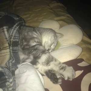 luna_berryy my little bun 😼 Pic 4