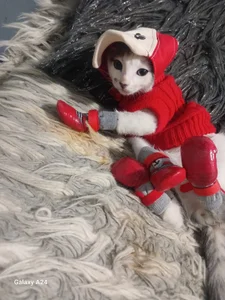 luna_sofia69 My Cat 🐱 Pic 2