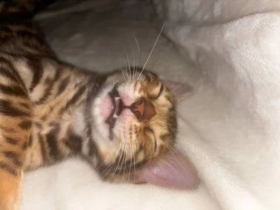 baeyoda TIGER  4. fénykép
