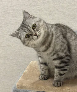 ShaiyaMinn3 Bun صورة واحدة|ShaiyaMinn3 Bun صورتان|ShaiyaMinn3 Bun  3 صور|ShaiyaMinn3 Bun  3 صورة