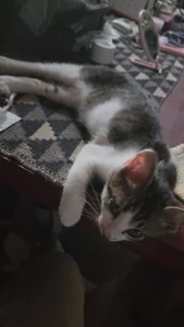 07YUKIO 猫レオ Pic 5