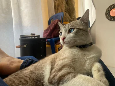 DmitriSanders Meow 💕 зображення 3