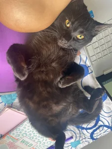 DakotaShelby Trio of little paws Pic 9