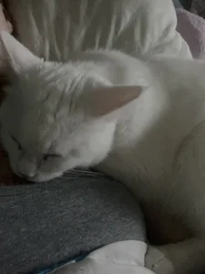 MaryRace 🌾My lovely cat🐱 Foto 2