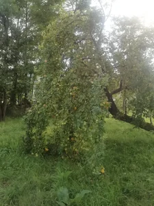 ExquisiteMature Blessings of a mystical tree Poză 2