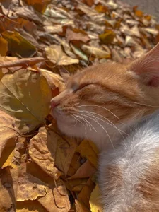 RocKStone_ fall days board 사진 3